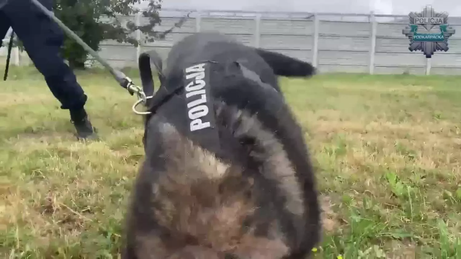 Film ze szkolenia policyjnych psów służbowych