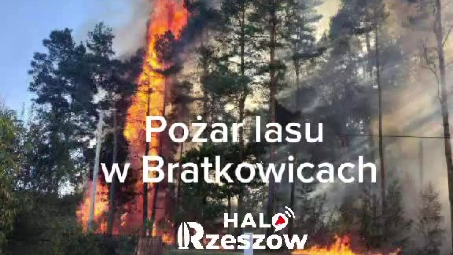 Pożar lasu w Bratkowicach